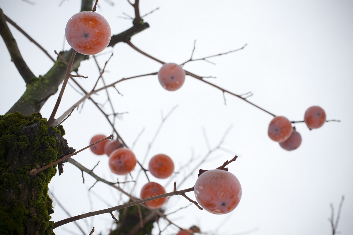 Hurmikaki v slovenskej záhrade